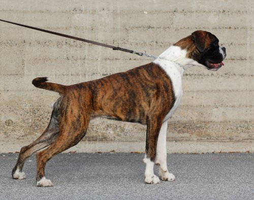 X-Boy vom Okeler Forst, 8 Monate